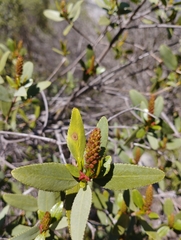 Colliguaja odorifera