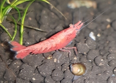 Neocaridina davidi