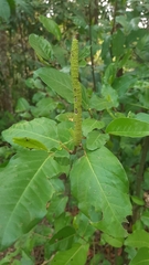 Piper tuberculatum