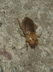 Harpalus flavescens