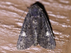 Apamea impulsa