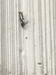 Isocorypha mediostriatella