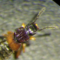 Anotylus insecatus