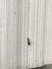 Isocorypha mediostriatella