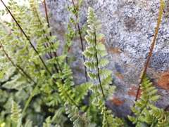 Cheilanthes hypoleuca