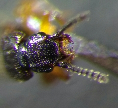 Anotylus insecatus