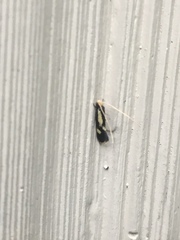 Isocorypha mediostriatella