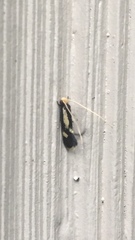 Isocorypha mediostriatella