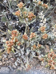 Eriogonum brevicaule