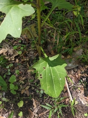 Arnoglossum diversifolium