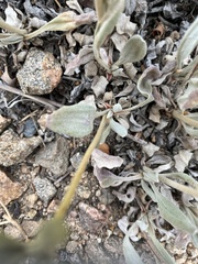 Eriogonum brevicaule