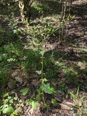 Arnoglossum diversifolium