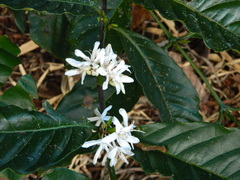 Coffea arabica