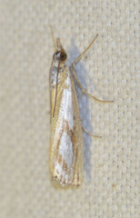 Catoptria permutatellus