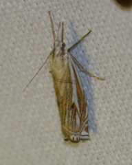 Crambus lathoniellus