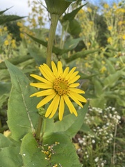 Silphium perfoliatum