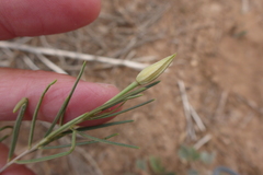 Talinum polygaloides