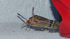 Sceloporus cyanogenys