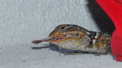 Sceloporus cyanogenys