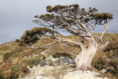Juniperus squamata
