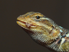 Sceloporus cyanogenys