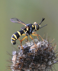 Conops scutellatus