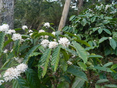 Coffea arabica