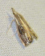 Catoptria verellus