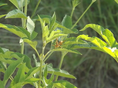 Polistes apachus texanus