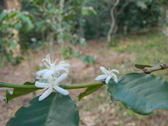 Coffea arabica