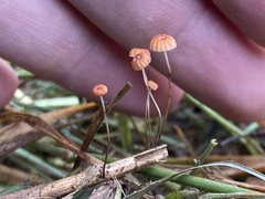 Marasmius curreyi
