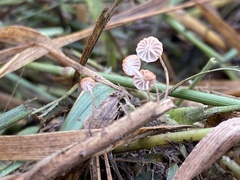 Marasmius curreyi