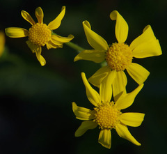 Senecio pinnatifolius latilobus