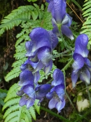 Aconitum degenii