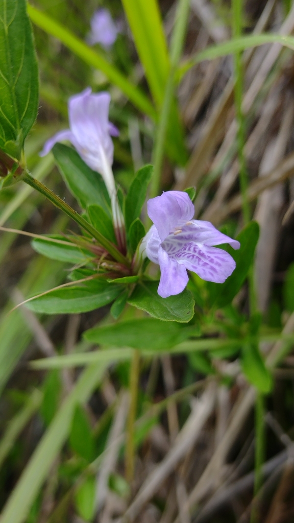 Dyschoriste ovata