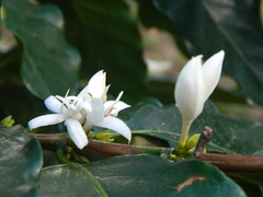 Coffea arabica