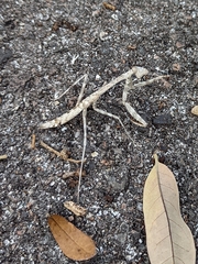 Stagmomantis floridensis