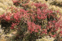 Pieris japonica taiwanensis