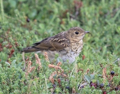 Catharus bicknelli