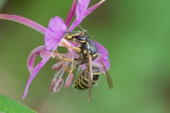 Dolichovespula norvegicoides