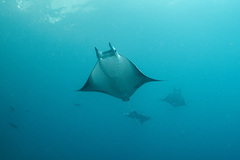Mobula munkiana