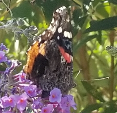 Vanessa atalanta