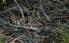 Ammodramus humeralis