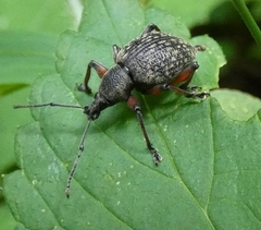 Otiorhynchus armadillo