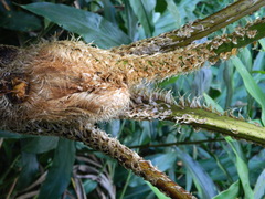 Sphaeropteris lepifera