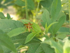 Polistes apachus texanus