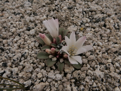Lewisia kelloggii