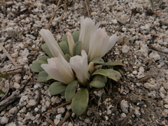Lewisia kelloggii