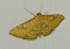Anania verbascalis