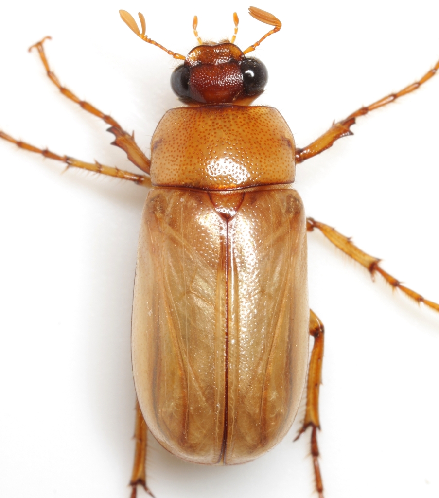Chlaenobia vexata
